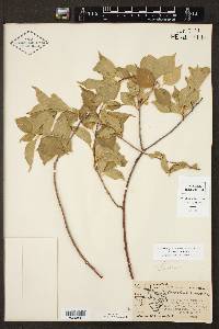 Celastrus scandens image