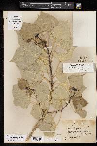 Populus deltoides subsp. monilifera image