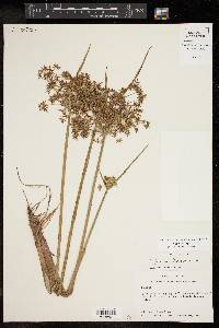 Cyperus haspan image