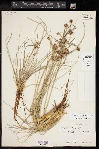 Cyperus elegans image