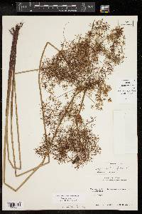 Cyperus haspan image