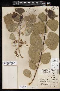 Populus deltoides subsp. monilifera image