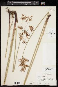 Cyperus articulatus image