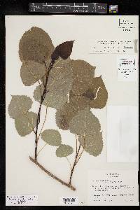 Populus deltoides subsp. deltoides image