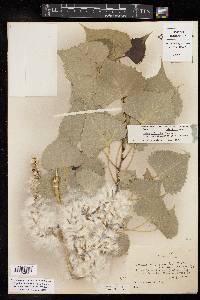 Populus deltoides subsp. monilifera image