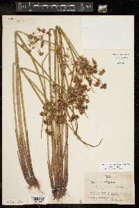 Cyperus haspan image