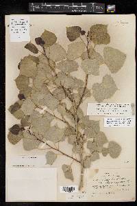 Populus deltoides subsp. monilifera image