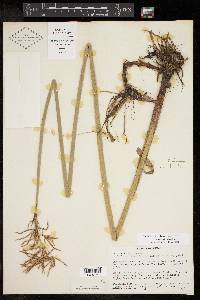 Cyperus articulatus image