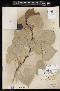 Populus deltoides subsp. monilifera image