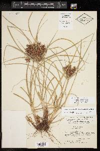 Cyperus floribundus image