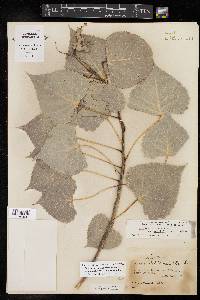 Populus deltoides subsp. monilifera image