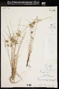 Cyperus flavescens image