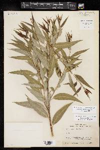 Salix amygdaloides image