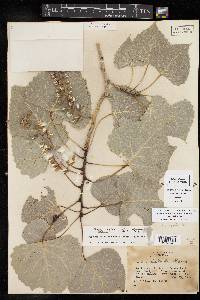 Populus deltoides subsp. deltoides image