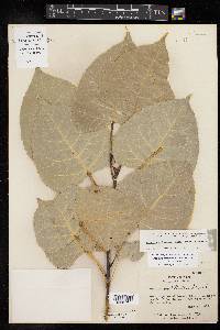 Populus deltoides subsp. deltoides image