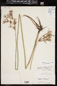 Cyperus articulatus image