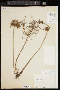 Cyperus haspan image