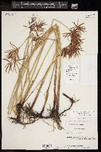 Cyperus articulatus image