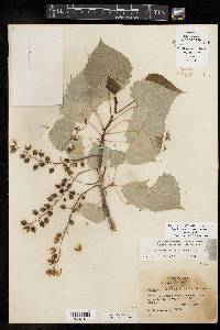 Populus deltoides subsp. deltoides image