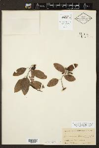 Berchemia scandens image