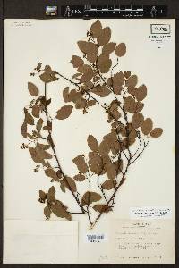 Berchemia scandens image