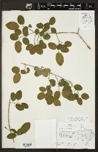 Berchemia scandens image