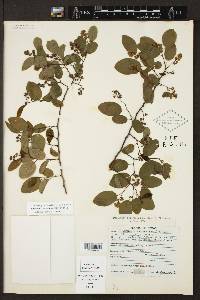 Berchemia scandens image