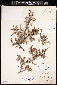 Condalia viridis image