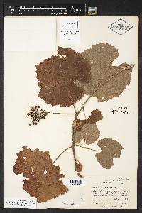 Vitis cinerea image