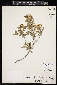 Ceanothus herbaceus image