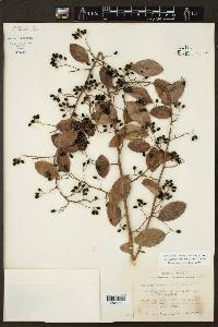 Berchemia scandens image