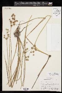 Juncus brachycarpus image