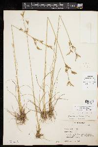 Juncus interior image