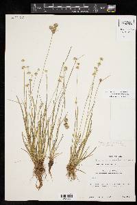 Juncus filipendulus image