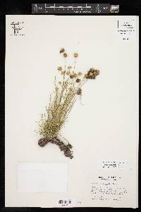 Juncus filipendulus image