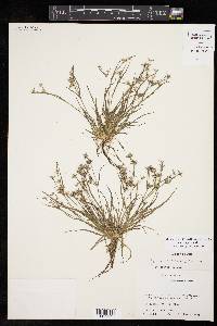 Juncus repens image