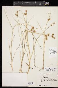 Juncus texanus image