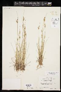 Juncus interior image