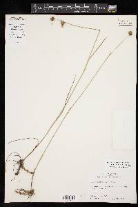 Juncus brachycarpus image