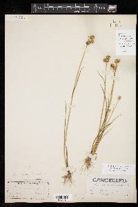 Juncus brachycarpus image