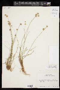 Juncus filipendulus image