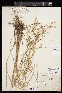 Juncus diffusissimus image