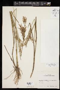 Juncus diffusissimus image