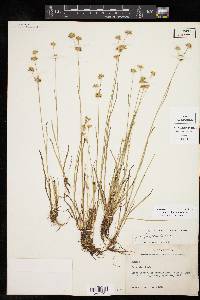 Juncus filipendulus image