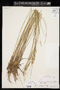 Juncus interior image