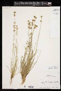 Juncus brachycarpus image