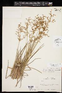 Juncus diffusissimus image