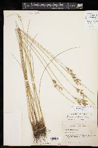 Juncus interior image