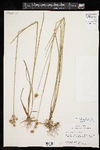 Juncus brachycarpus image