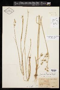 Juncus brachycarpus image